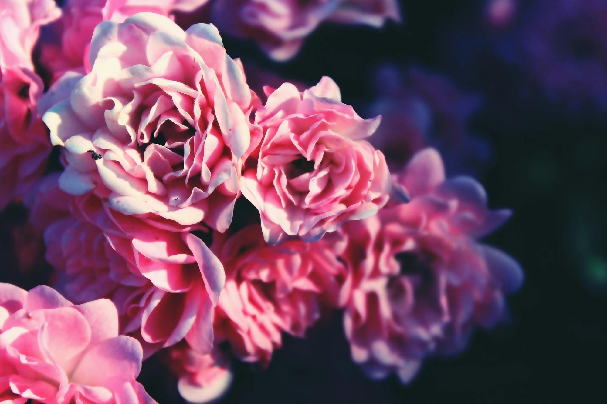 Persephone