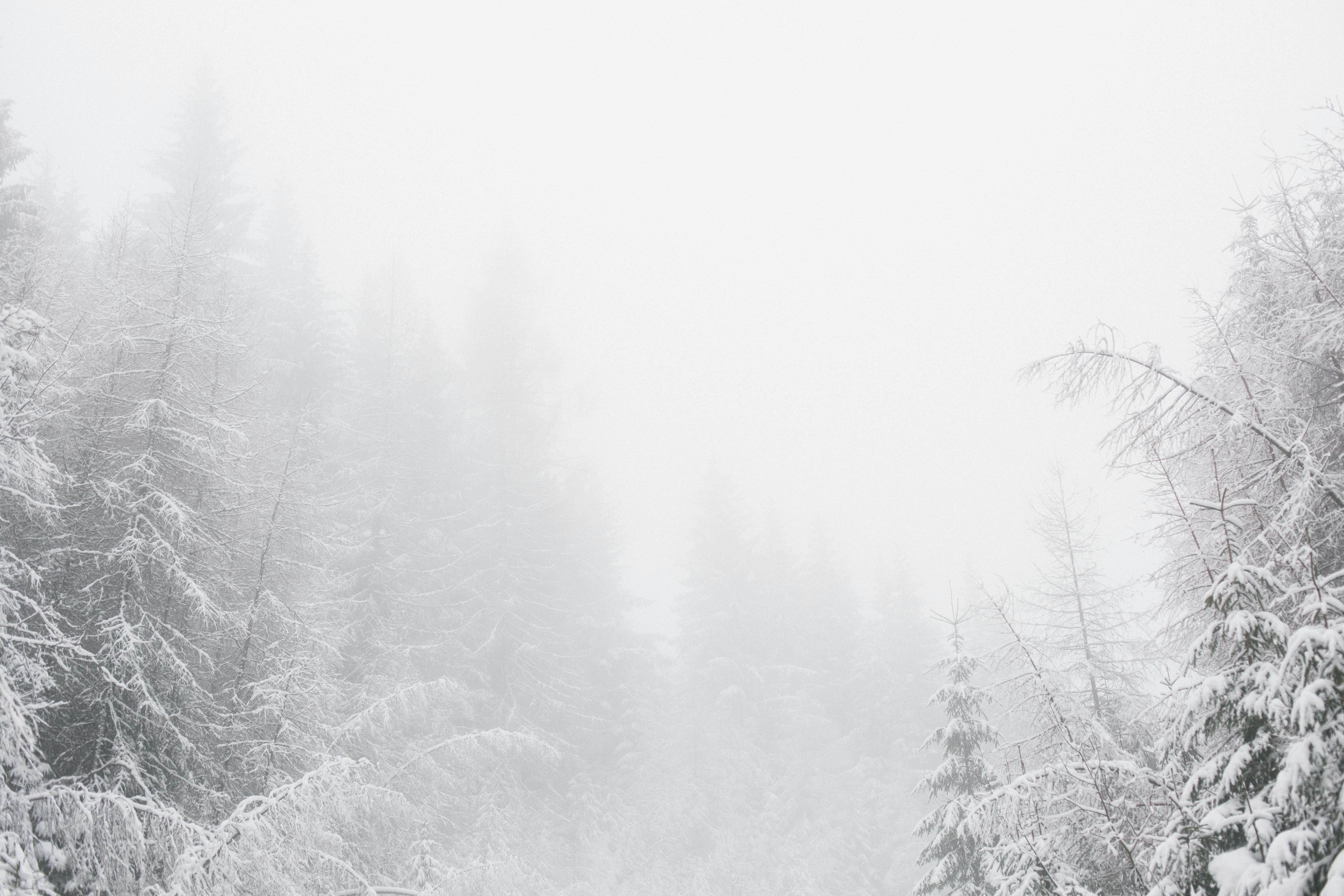 31. Januar
